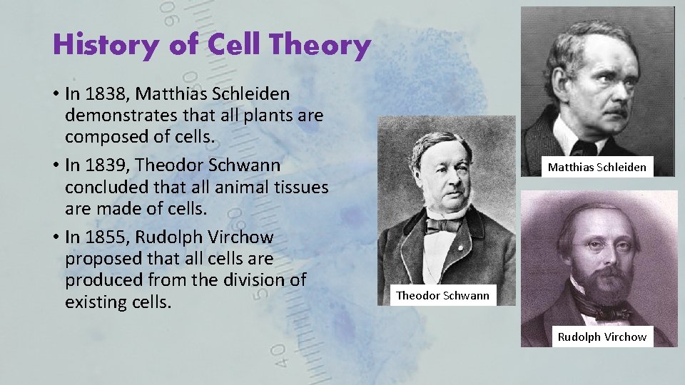 History of Cell Theory • In 1838, Matthias Schleiden demonstrates that all plants are