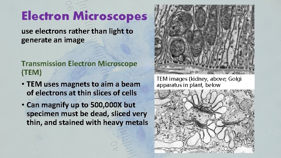 Electron Microscopes use electrons rather than light to generate an image Transmission Electron Microscope