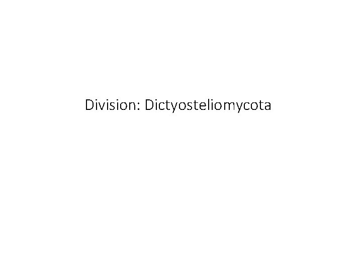 Division: Dictyosteliomycota 