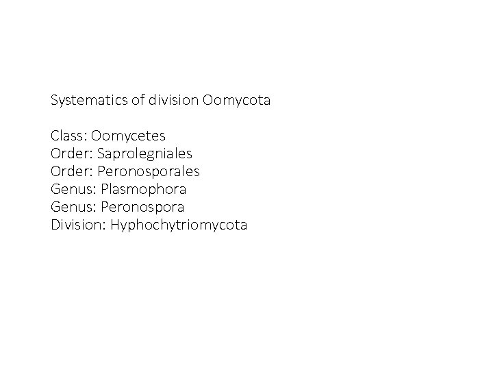 Systematics of division Oomycota Class: Oomycetes Order: Saprolegniales Order: Peronosporales Genus: Plasmophora Genus: Peronospora