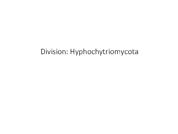 Division: Hyphochytriomycota 