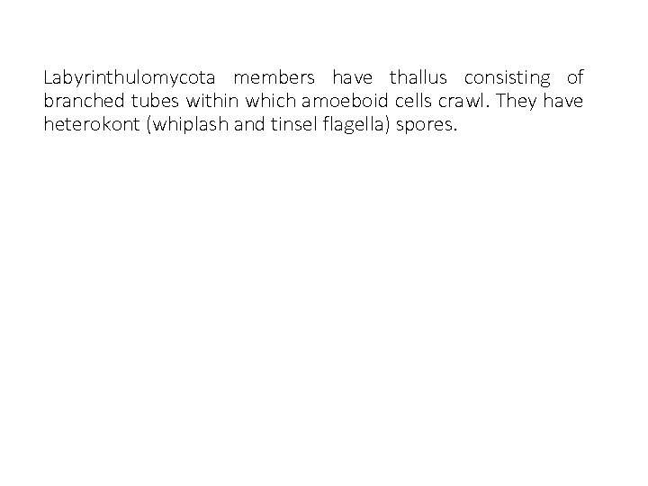 Labyrinthulomycota members have thallus consisting of branched tubes within which amoeboid cells crawl. They