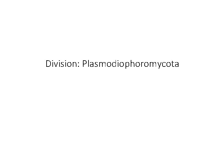 Division: Plasmodiophoromycota 