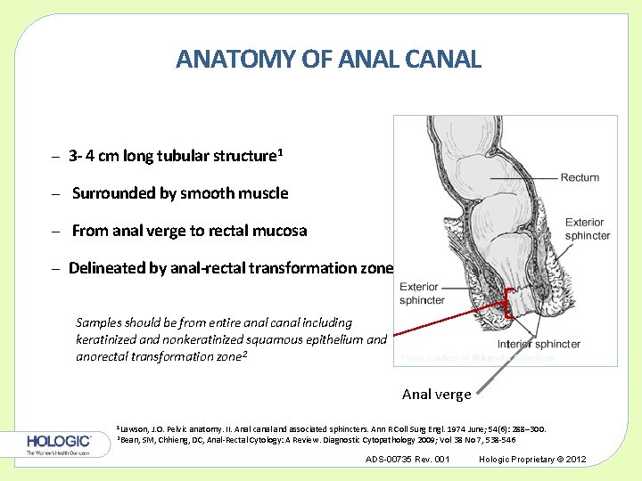 ANATOMY OF ANAL CANAL – 3 - 4 cm long tubular structure 1 –