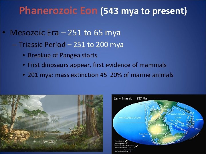 Phanerozoic Eon (543 mya to present) • Mesozoic Era – 251 to 65 mya Phanerozoic Eon (543 mya to present) • Mesozoic Era – 251 to 65 mya