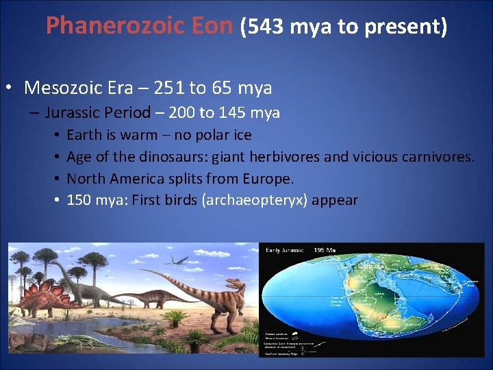 Phanerozoic Eon (543 mya to present) • Mesozoic Era – 251 to 65 mya Phanerozoic Eon (543 mya to present) • Mesozoic Era – 251 to 65 mya