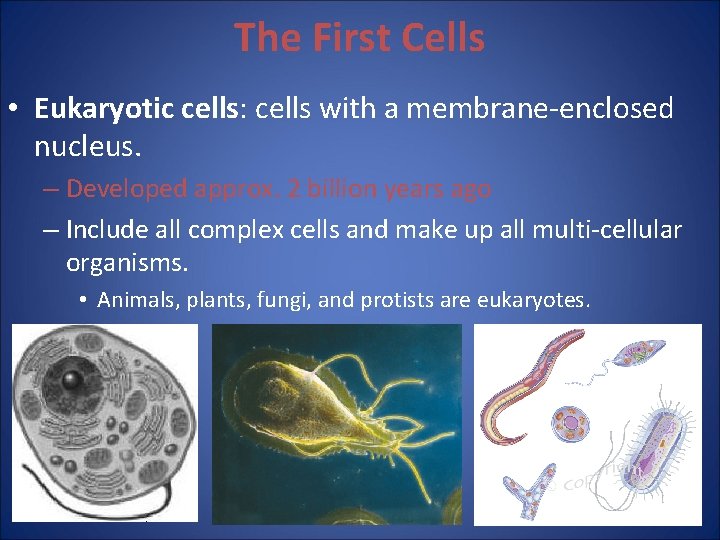 The First Cells • Eukaryotic cells: cells with a membrane-enclosed nucleus. – Developed approx. The First Cells • Eukaryotic cells: cells with a membrane-enclosed nucleus. – Developed approx.