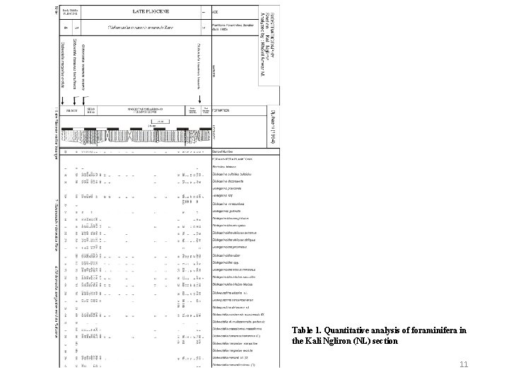 Table 1. Quantitative analysis of foraminifera in the Kali Ngliron (NL) section 11 