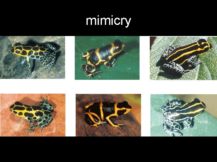 mimicry 