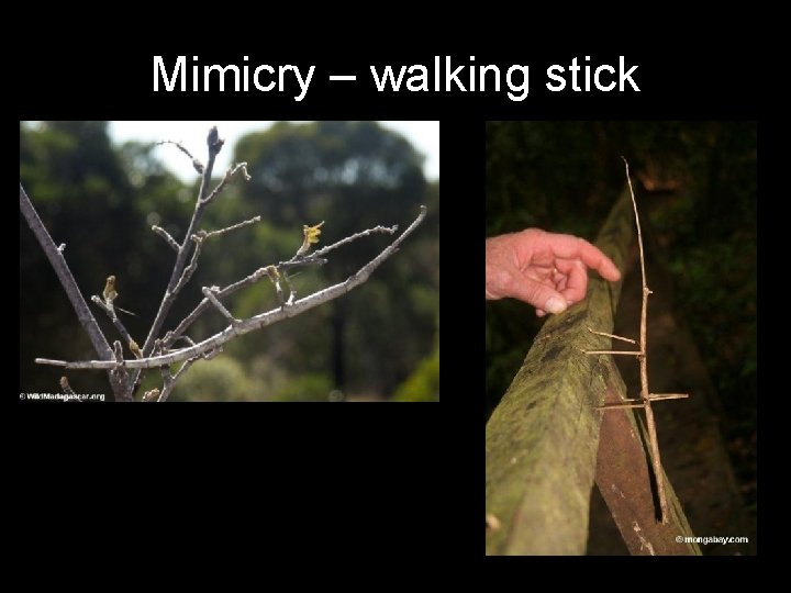 Mimicry – walking stick 