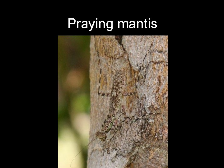 Praying mantis 