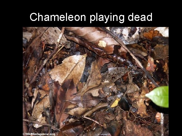 Chameleon playing dead 