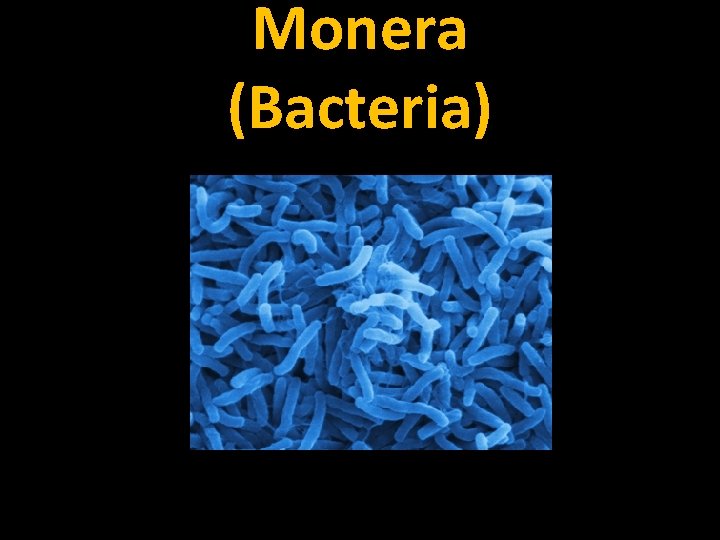 Monera (Bacteria) 