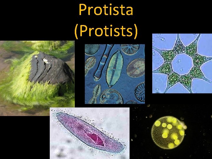 Protista (Protists) 