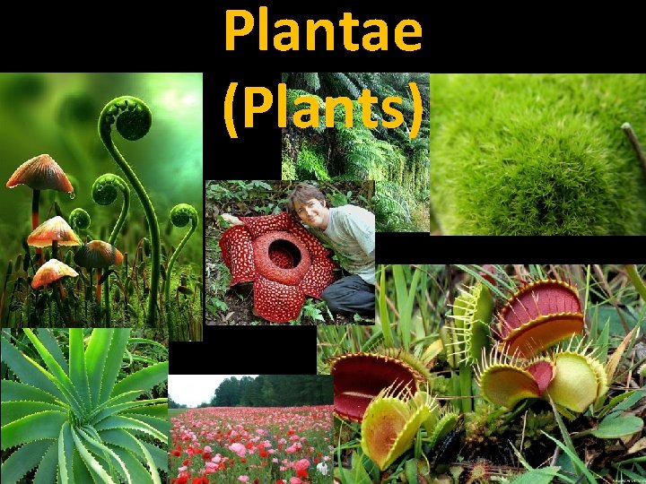 Plantae (Plants) 