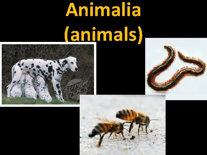Animalia (animals) 