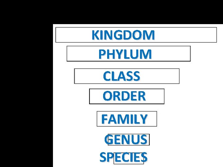 KINGDOM PHYLUM CLASS ORDER FAMILY GENUS SPECIES 