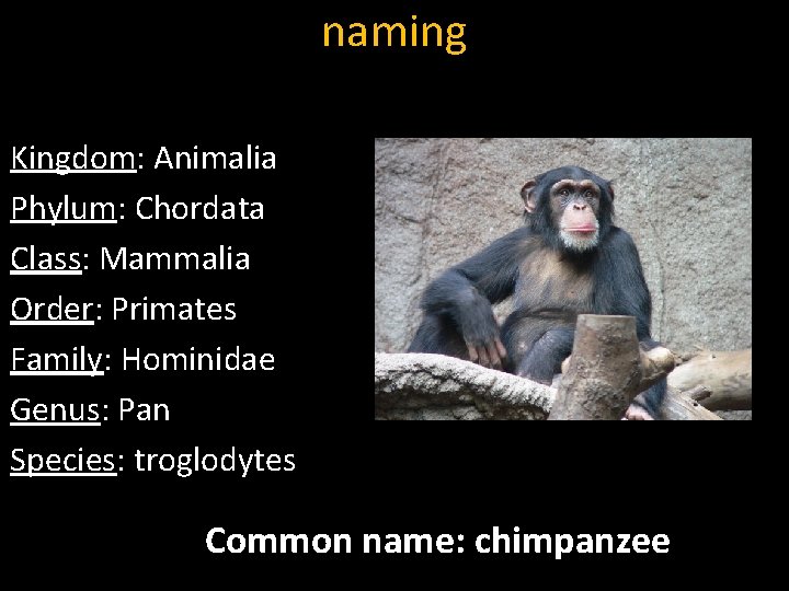 naming Kingdom: Animalia Phylum: Chordata Class: Mammalia Order: Primates Family: Hominidae Genus: Pan Species: