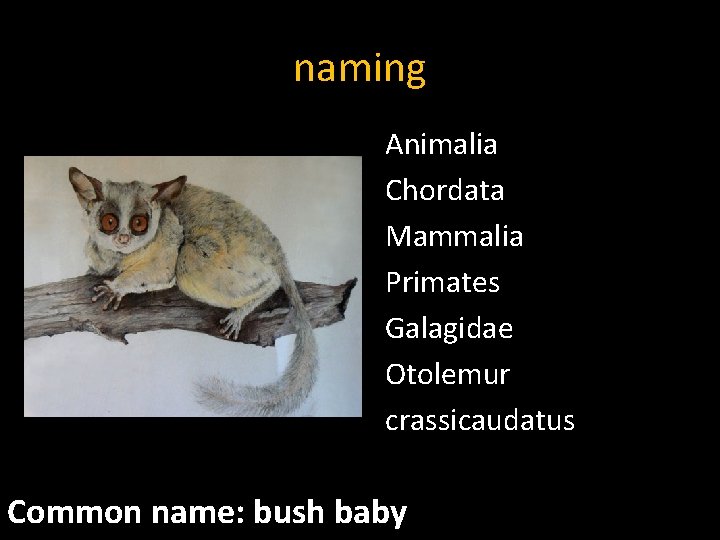 naming Animalia Chordata Mammalia Primates Galagidae Otolemur crassicaudatus Common name: bush baby 