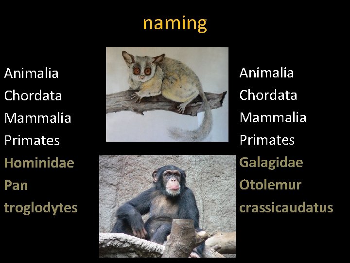naming Animalia Chordata Mammalia Primates Hominidae Pan troglodytes Animalia Chordata Mammalia Primates Galagidae Otolemur