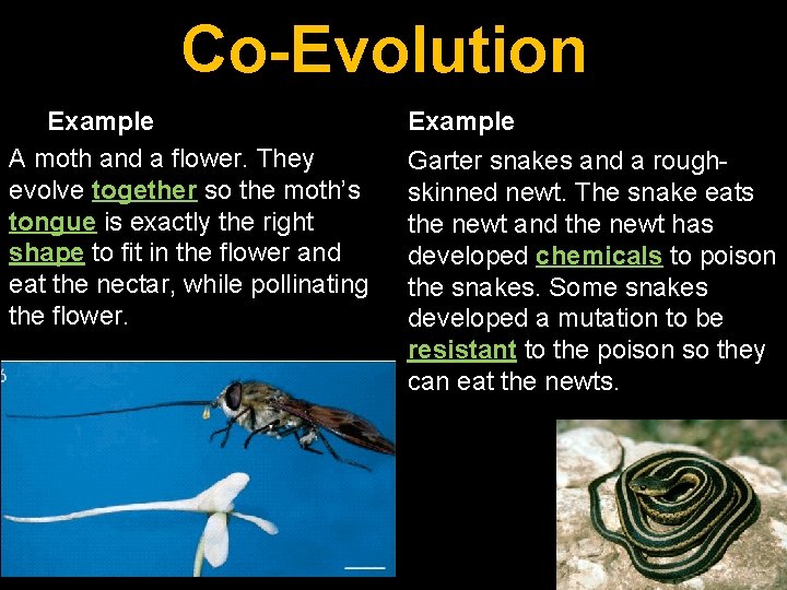 Co-Evolution Example A moth and a flower. They evolve together so the moth’s tongue