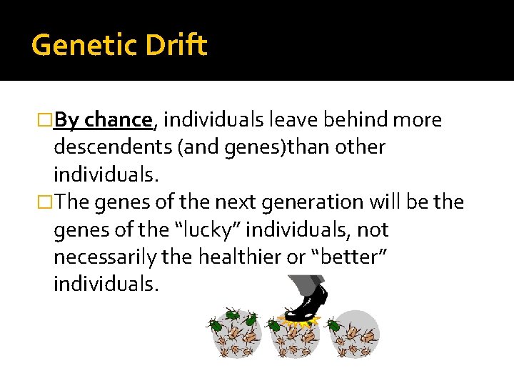 Genetic Drift �By chance, individuals leave behind more descendents (and genes)than other individuals. �The