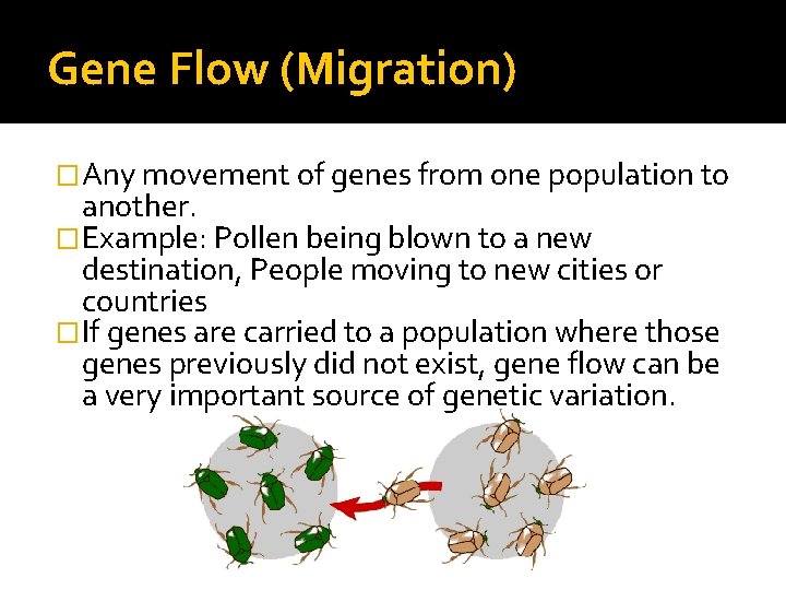 Gene Flow (Migration) �Any movement of genes from one population to another. �Example: Pollen