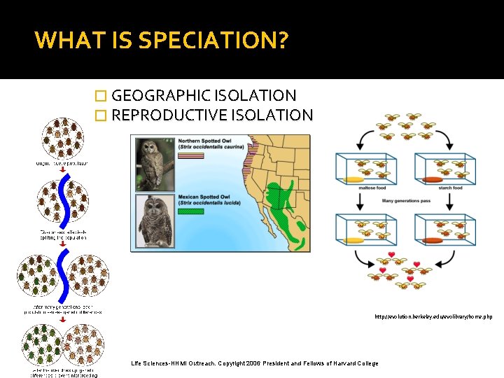 WHAT IS SPECIATION? � GEOGRAPHIC ISOLATION � REPRODUCTIVE ISOLATION http: //evolution. berkeley. edu/evolibrary/home. php