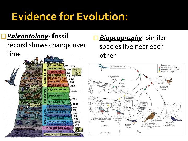 Evidence for Evolution: � Paleontology- fossil record shows change over time � Biogeography- similar