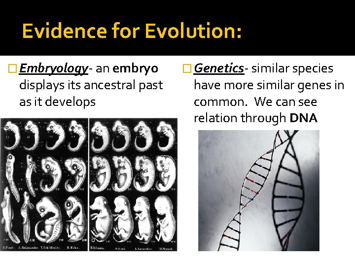 Evidence for Evolution: � Embryology- an embryo displays its ancestral past as it develops