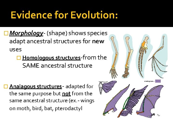 Evidence for Evolution: � Morphology- (shape) shows species adapt ancestral structures for new uses