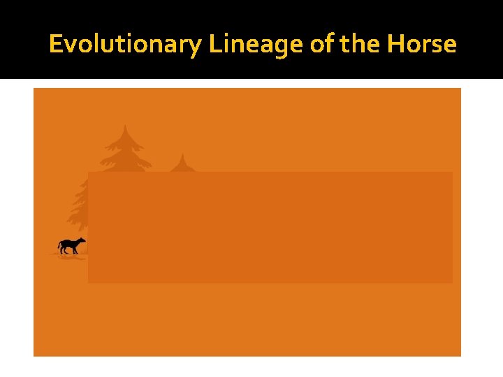 Evolutionary Lineage of the Horse 