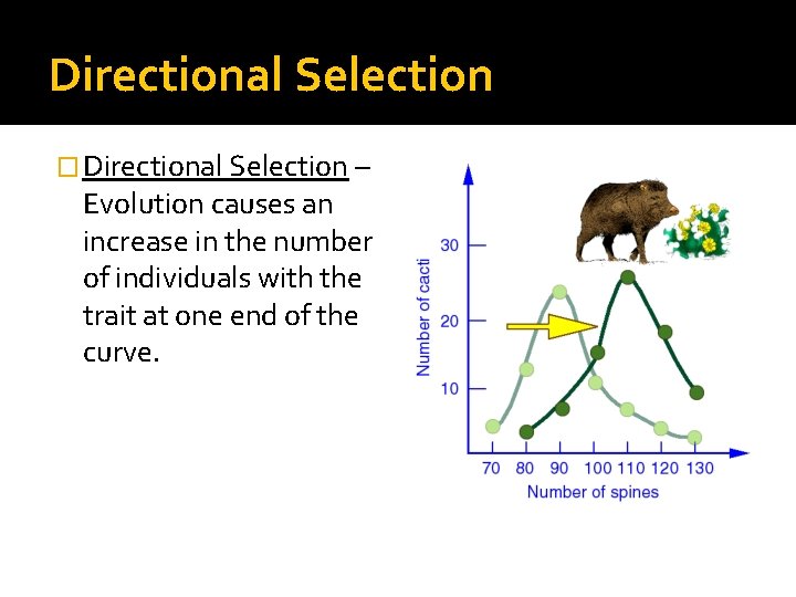 Directional Selection � Directional Selection – Evolution causes an increase in the number of