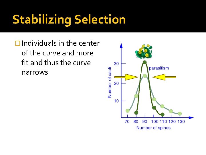 Stabilizing Selection � Individuals in the center of the curve and more fit and