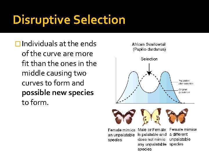 Disruptive Selection � Individuals at the ends of the curve are more fit than