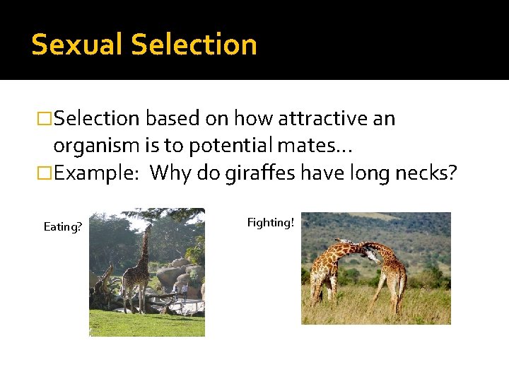 Sexual Selection �Selection based on how attractive an organism is to potential mates… �Example: