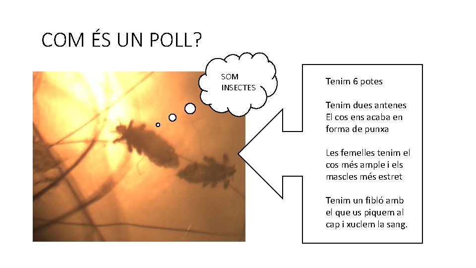 COM ÉS UN POLL? SOM INSECTES Tenim 6 potes Tenim dues antenes El cos