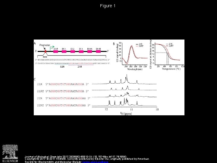 Figure 1 Journal of Biological Chemistry 2017 2928082 -8091 DOI: (10. 1074/jbc. M 117.