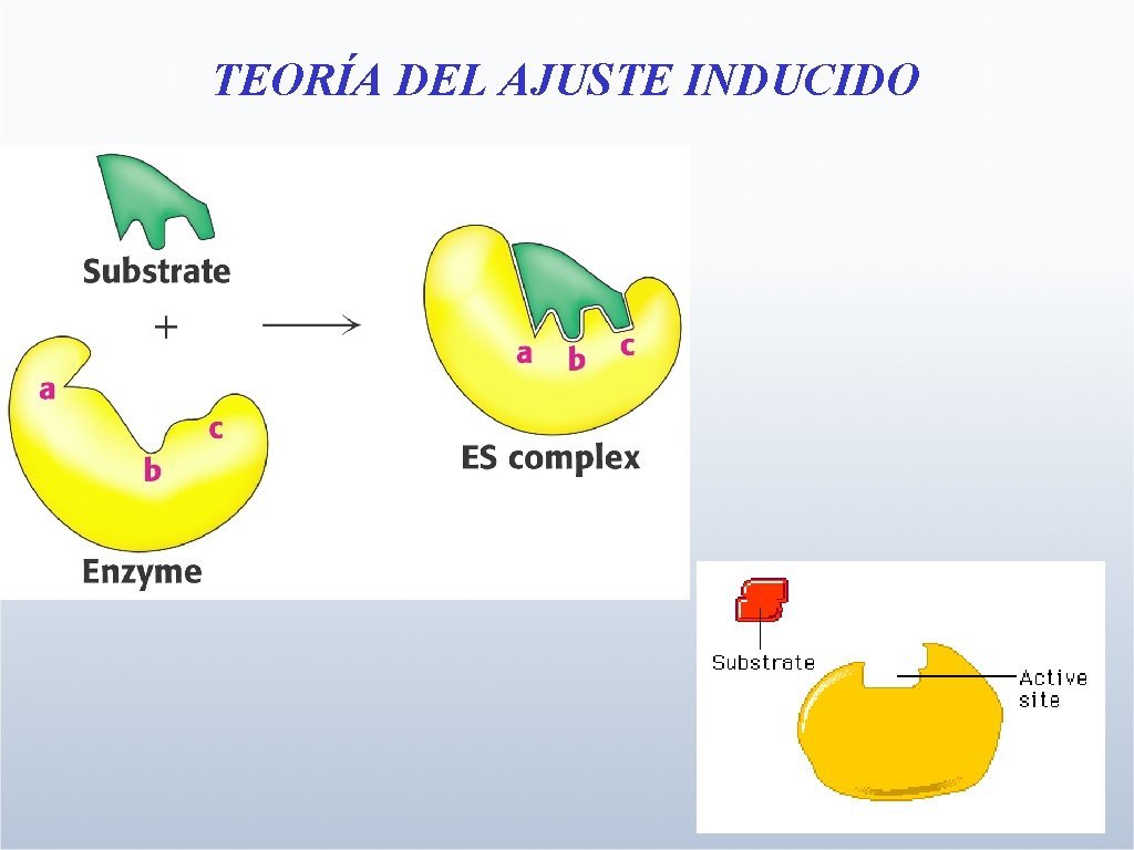 TEORÍA DEL AJUSTE INDUCIDO 