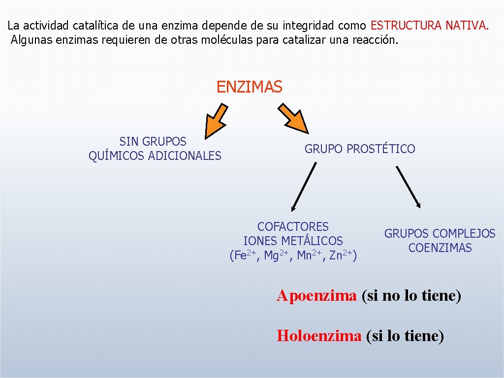 La actividad catalítica de una enzima depende de su integridad como ESTRUCTURA NATIVA. Algunas