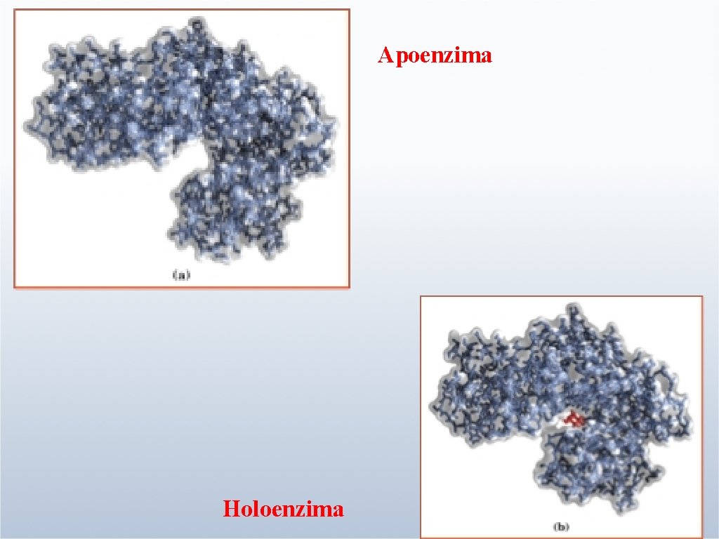 Apoenzima Holoenzima 