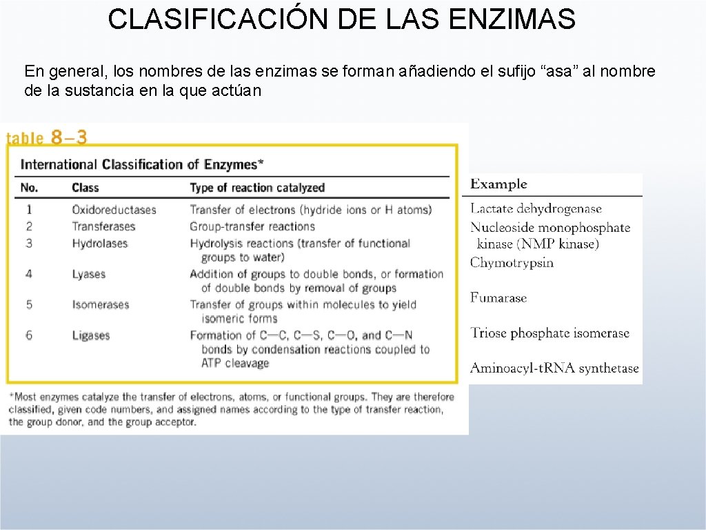 CLASIFICACIÓN DE LAS ENZIMAS En general, los nombres de las enzimas se forman añadiendo