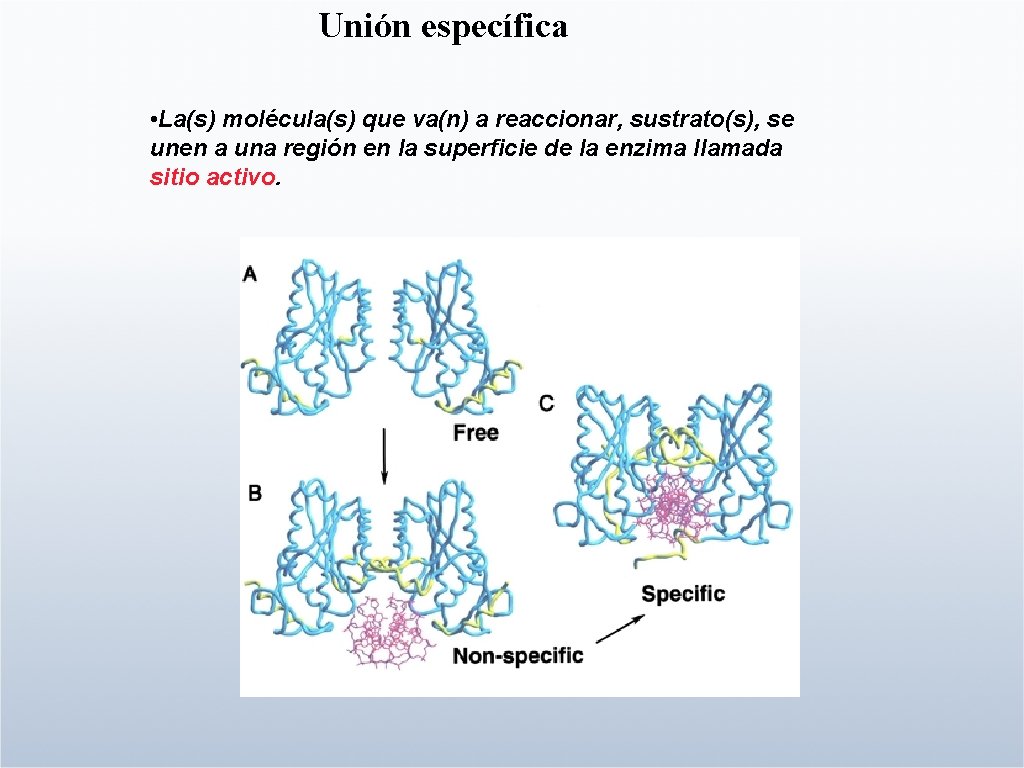 Unión específica • La(s) molécula(s) que va(n) a reaccionar, sustrato(s), se unen a una