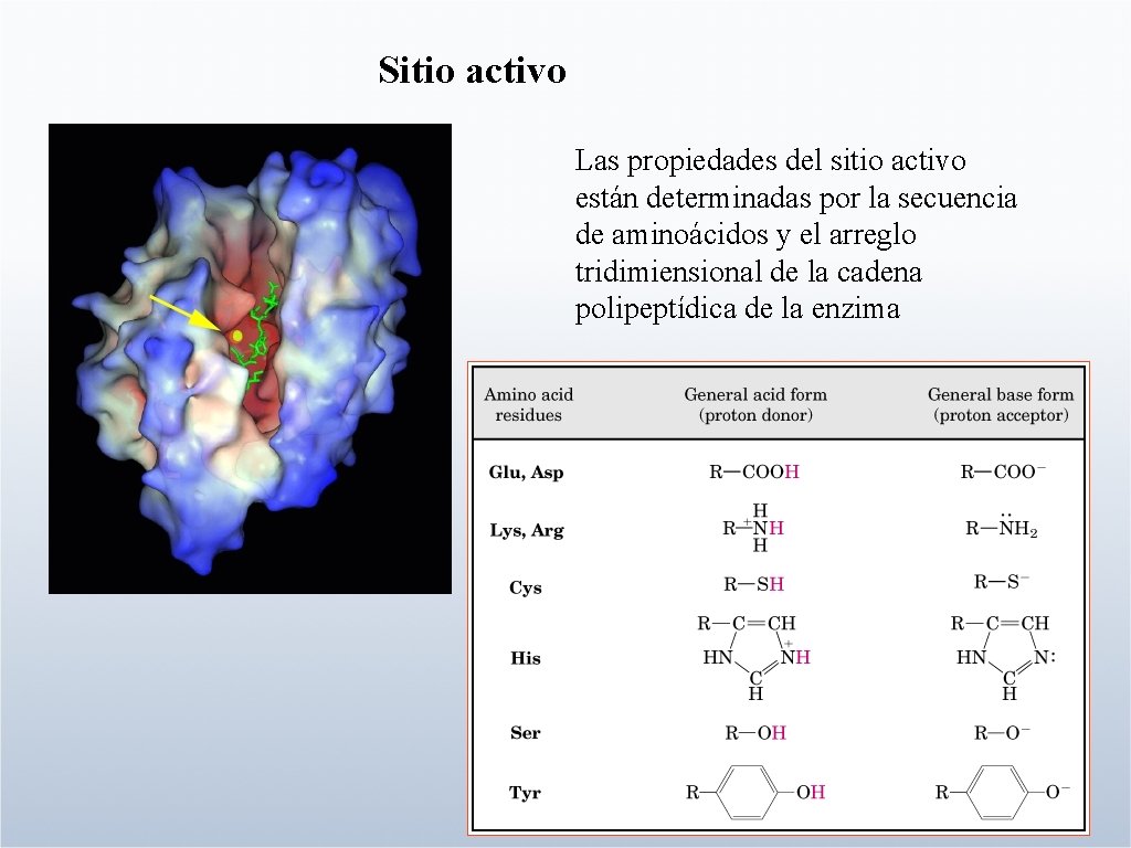 Sitio activo Las propiedades del sitio activo están determinadas por la secuencia de aminoácidos