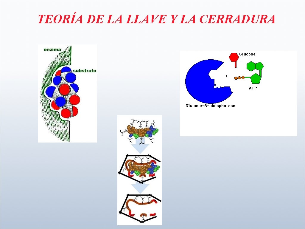 TEORÍA DE LA LLAVE Y LA CERRADURA 