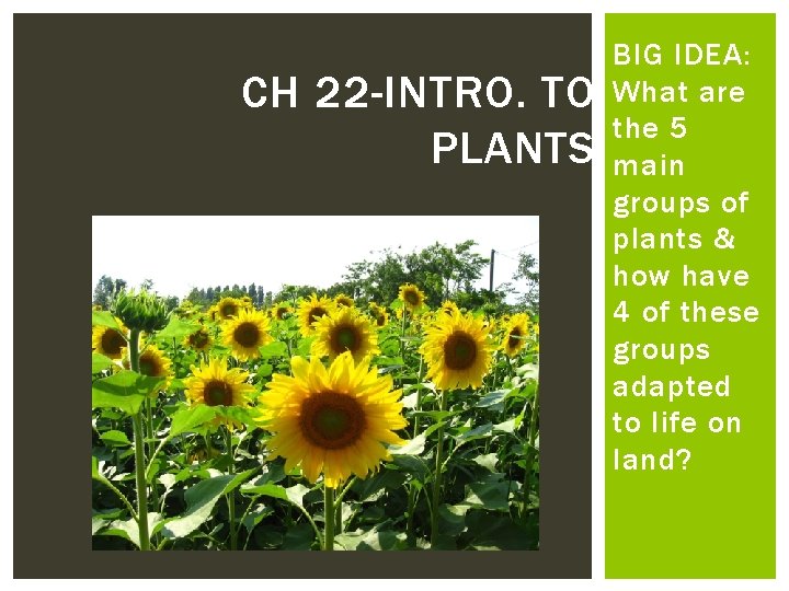 CH 22 -INTRO. TO PLANTS BIG IDEA: What are the 5 main groups of