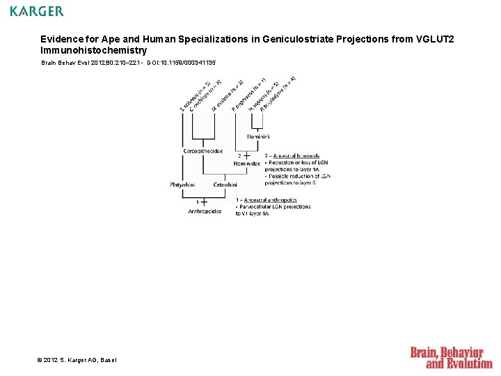 Evidence for Ape and Human Specializations in Geniculostriate Projections from VGLUT 2 Immunohistochemistry Brain