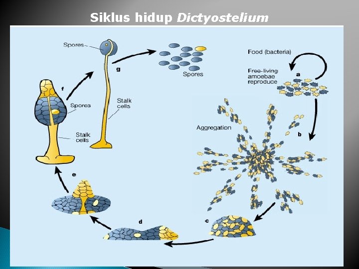 Siklus hidup Dictyostelium 