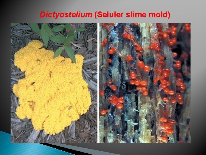 Dictyostelium (Seluler slime mold) 