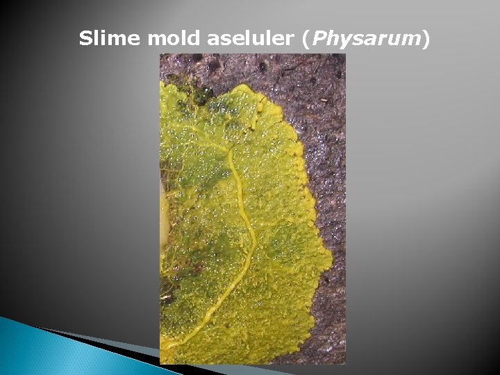 Slime mold aseluler (Physarum) 